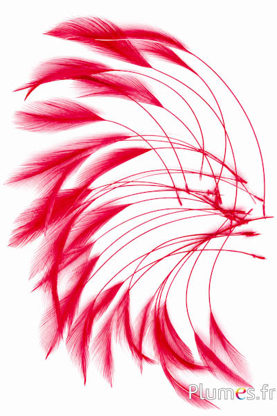 Gallo - 10-15 cm - carmino